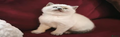 British Shorthair 3