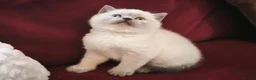 British Shorthair cats for sale: Beautiful British Shorthair Kittens in Darlington - Advert 11