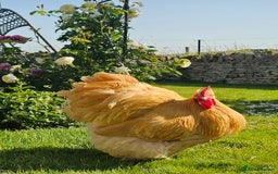 Chickens poultry for sale: Pure Breed Buff & Rare Orpingtons 9 month Pullets - Image 3