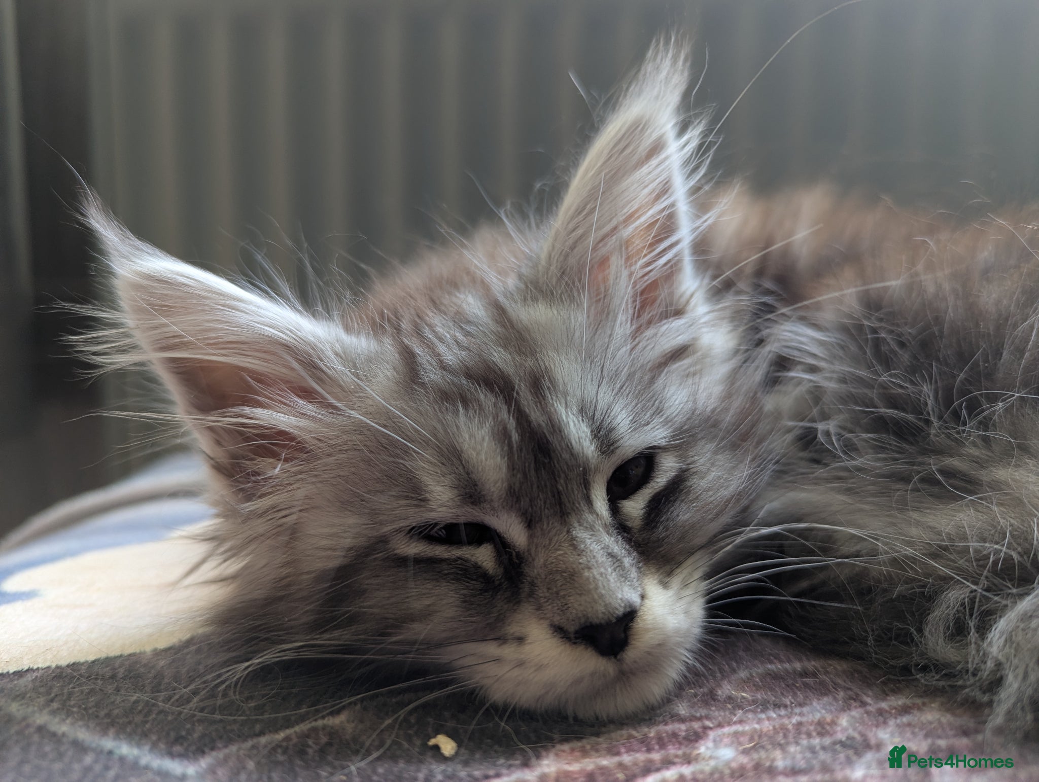 Maine Coon cats Stunning health tested girl from champion lines - Advert 1