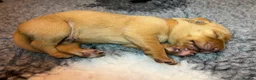 Labrador Retriever dogs for sale: KC REGISTERED FOX RED LABRADOR PUPPIES - Advert 3