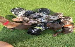 Miniature Dachshund dogs for sale: Gorgeous miniature dachshund puppies - Image 2