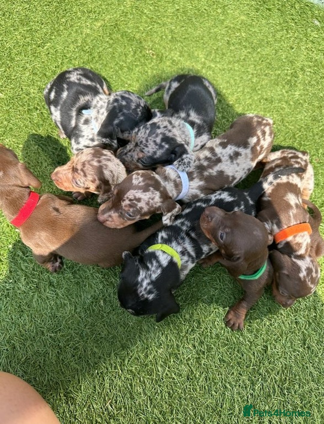 Miniature Dachshund dogs for sale: Gorgeous miniature dachshund puppies - Image 2