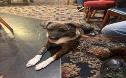 Mixed Breed dogs for adoption: Benji  - Advert 2