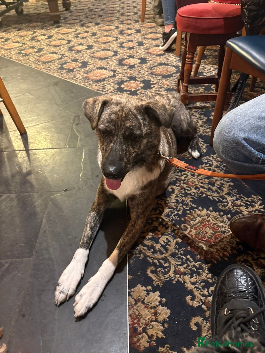 Mixed Breed dogs for adoption: Benji  - Advert 2