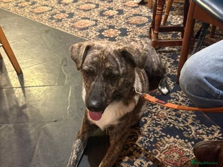 Mixed Breed dogs - Advert 3