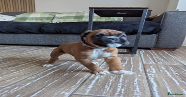 Boxer dogs Kc reg boxer pups for sale  - Advert 3