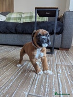 Boxer dogs Kc reg boxer pups for sale - Advert 3