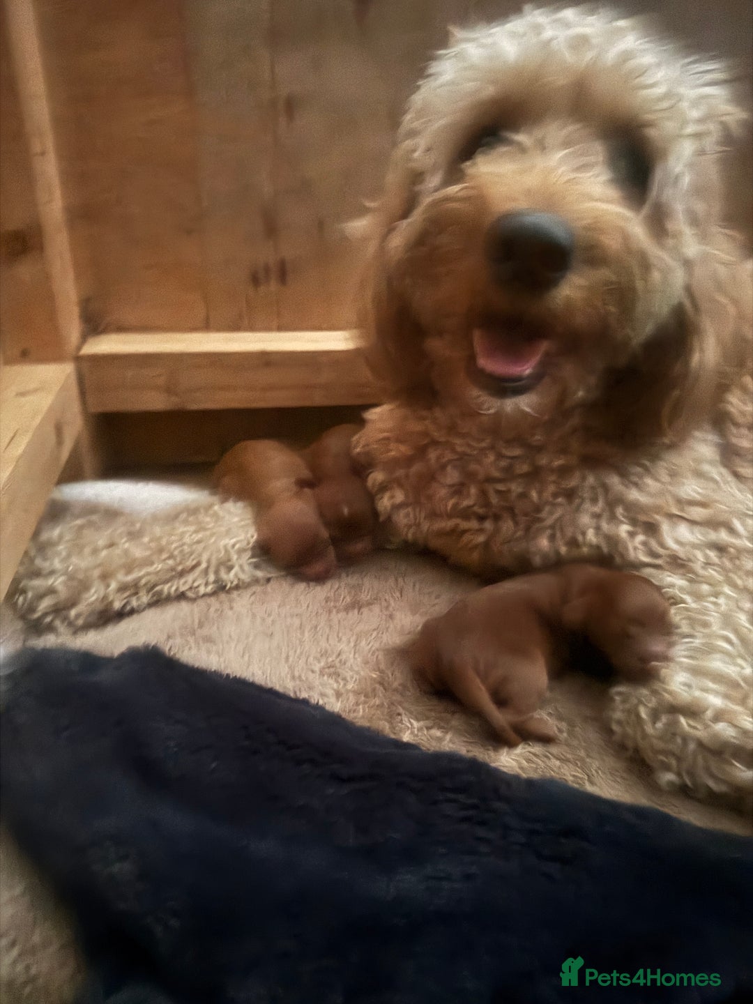 Cockapoo dogs for sale: F1 Cockapoo puppies  - Image 9