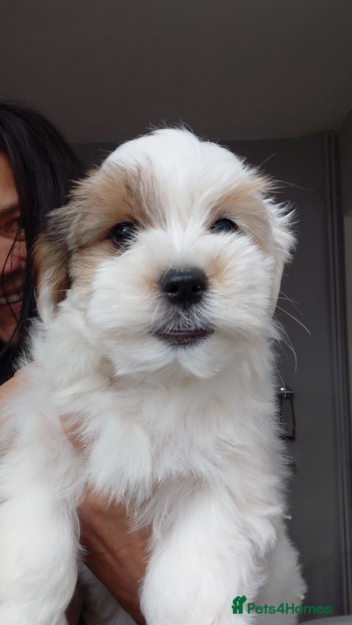 Biewer Terrier dogs Stunning Biewer Terrier puppies-Well-Trained  - Advert 10