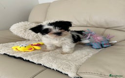 Biewer Terrier dogs for sale: ✨ Beautiful Biewer x Biro Terrier Puppies✨   - Image 14