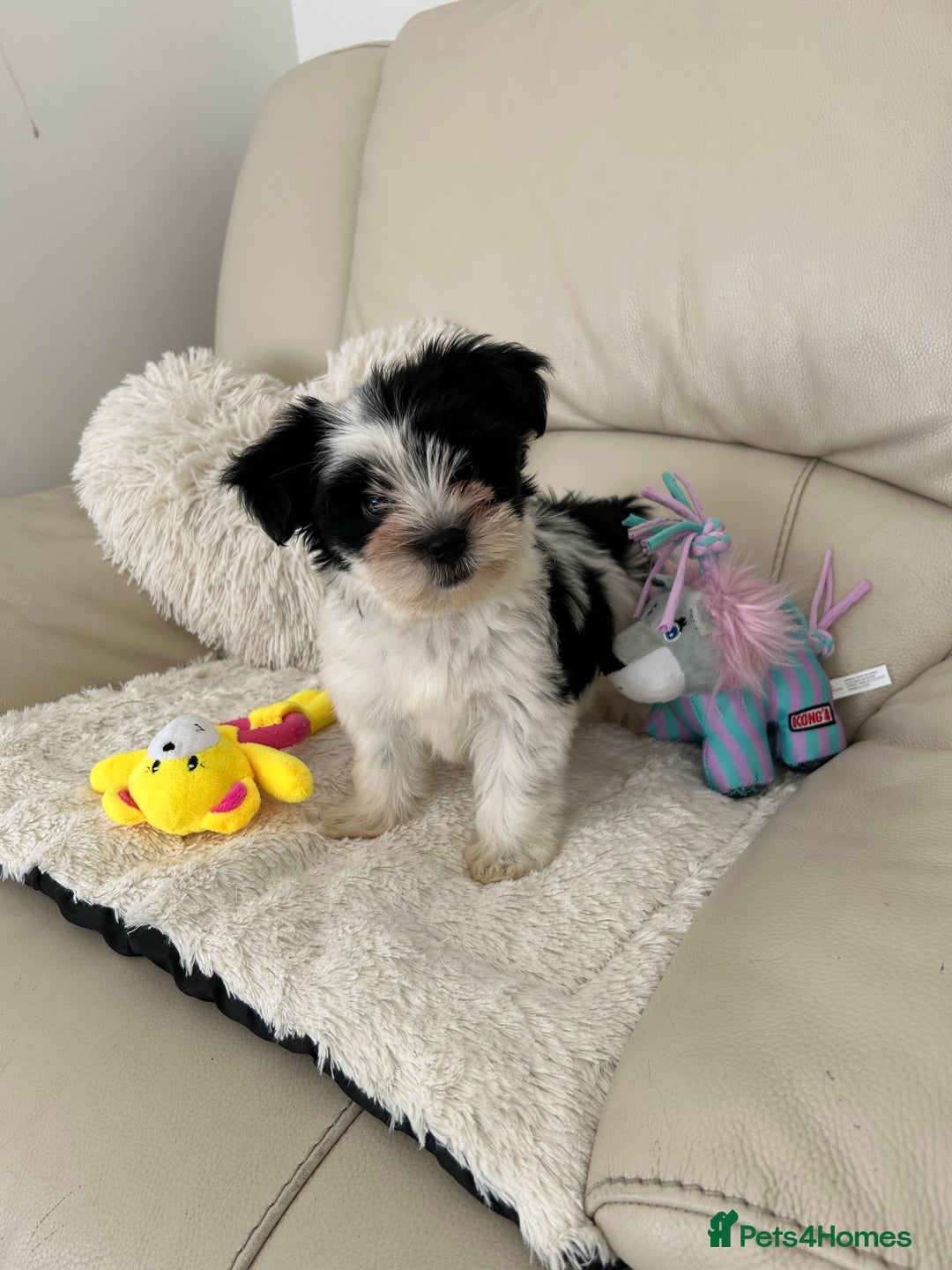 Biewer Terrier dogs for sale: ✨ Beautiful Biewer x Biro Terrier Puppies✨   - Image 14