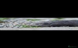 Guinea Pig rodents for sale: 2 male gpigs - Image 2