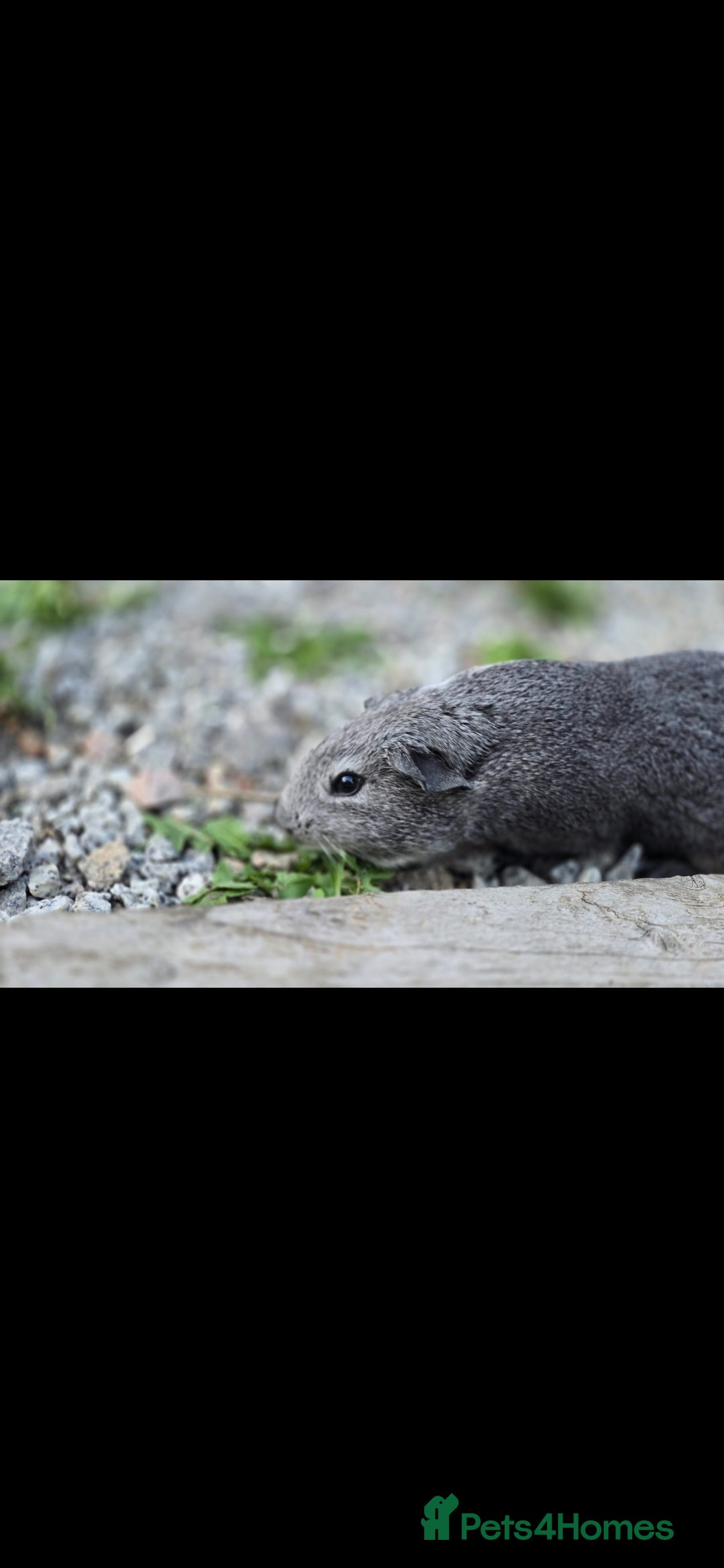 Guinea Pig rodents for sale: 2 male gpigs - Image 2