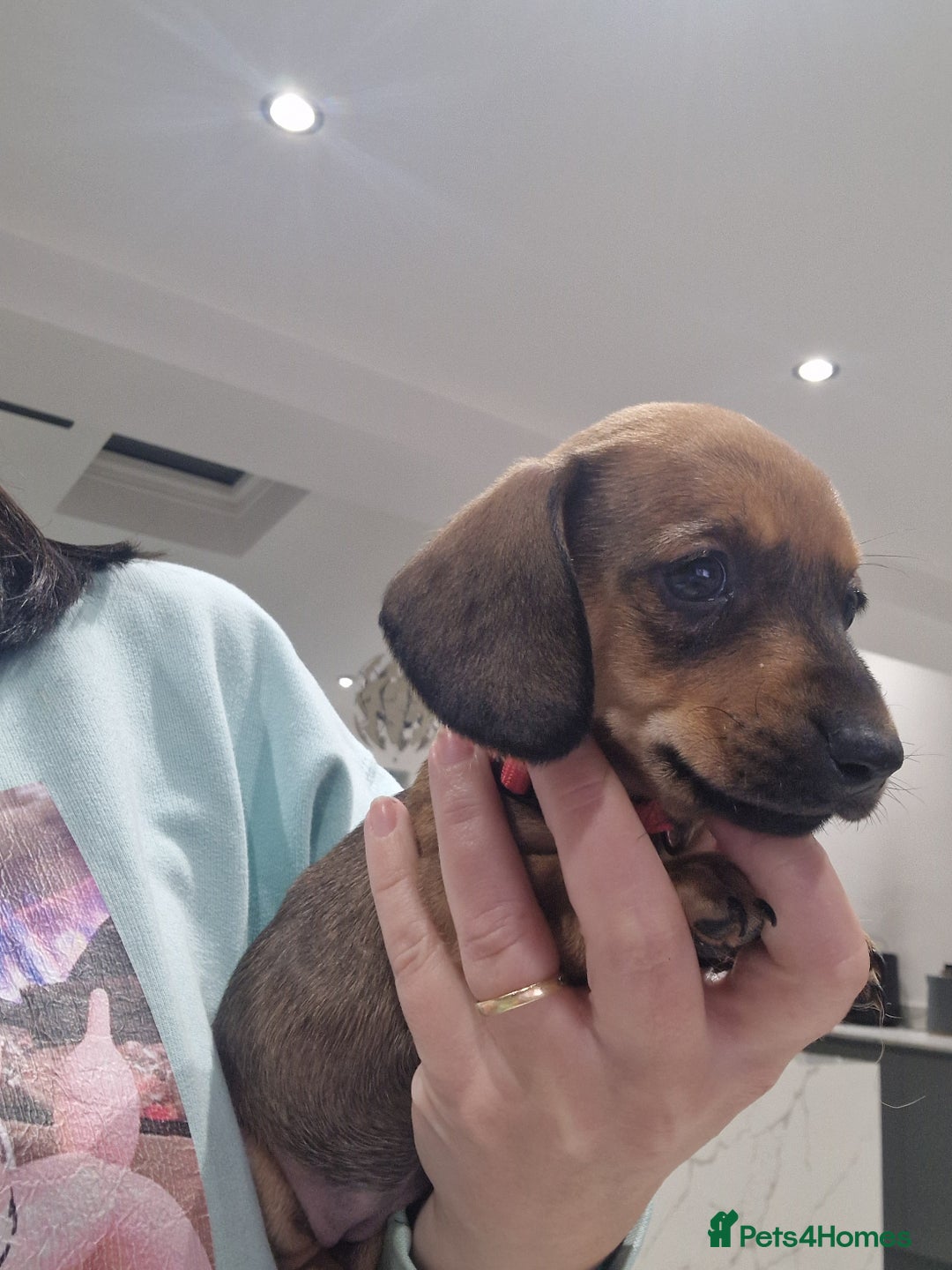 Dachshund dogs for sale: Littre of 7 Dachshund puppies ONLY 1 GIRLS LEFT !! - Advert 23