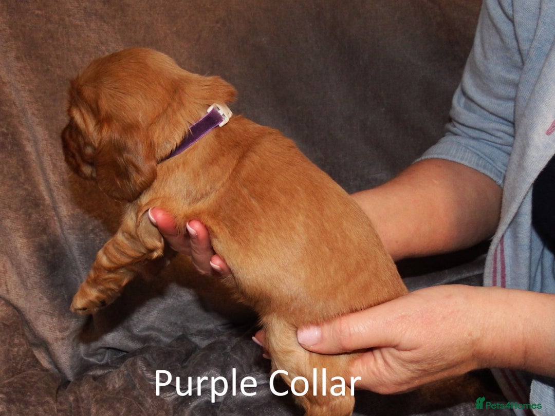 Cocker Spaniel dogs for sale: Golden KC Registered English Show Cocker Spaniels - Advert 9