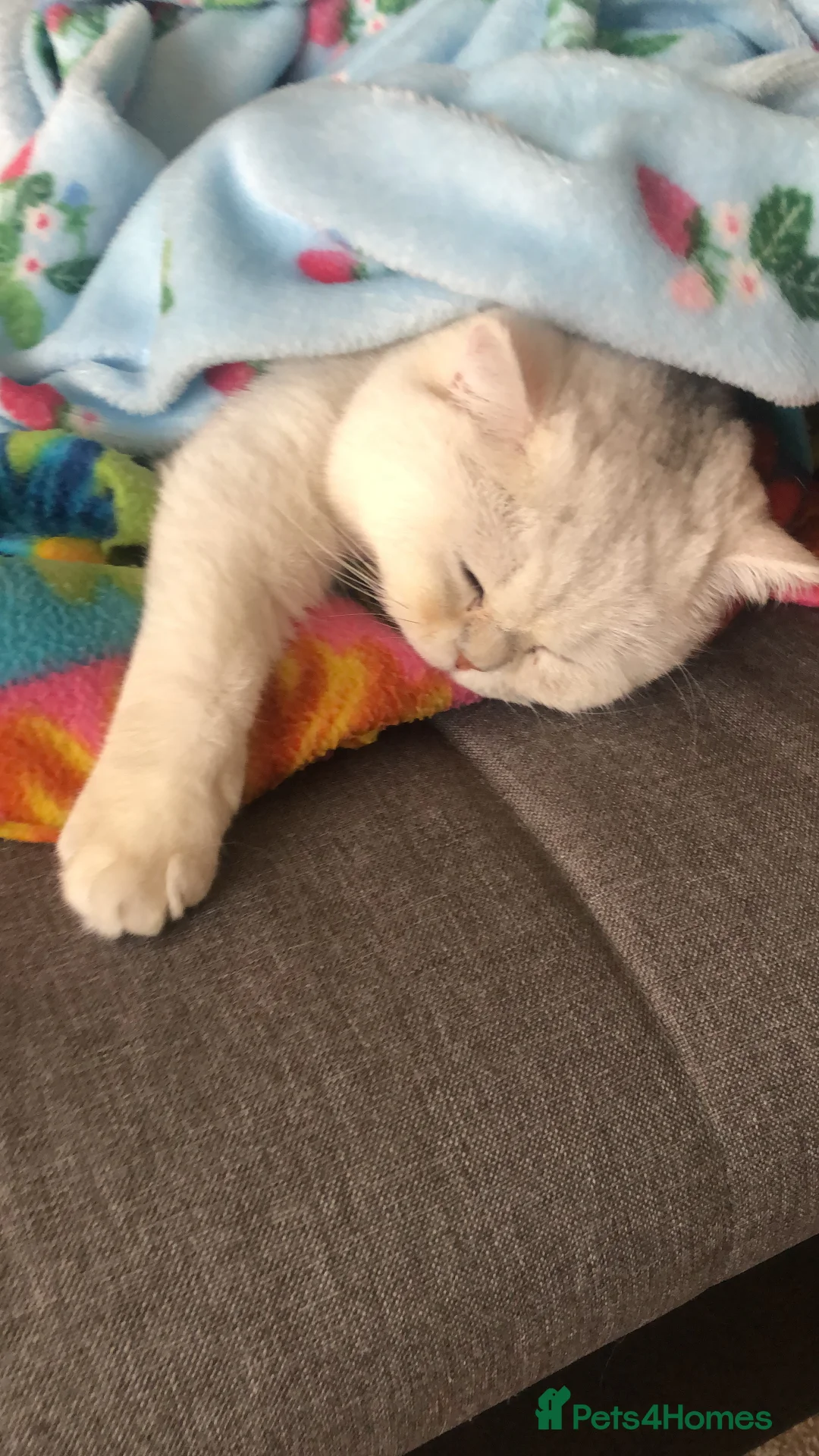 Exotic cats for sale: Very calm exotic  - Advert 10