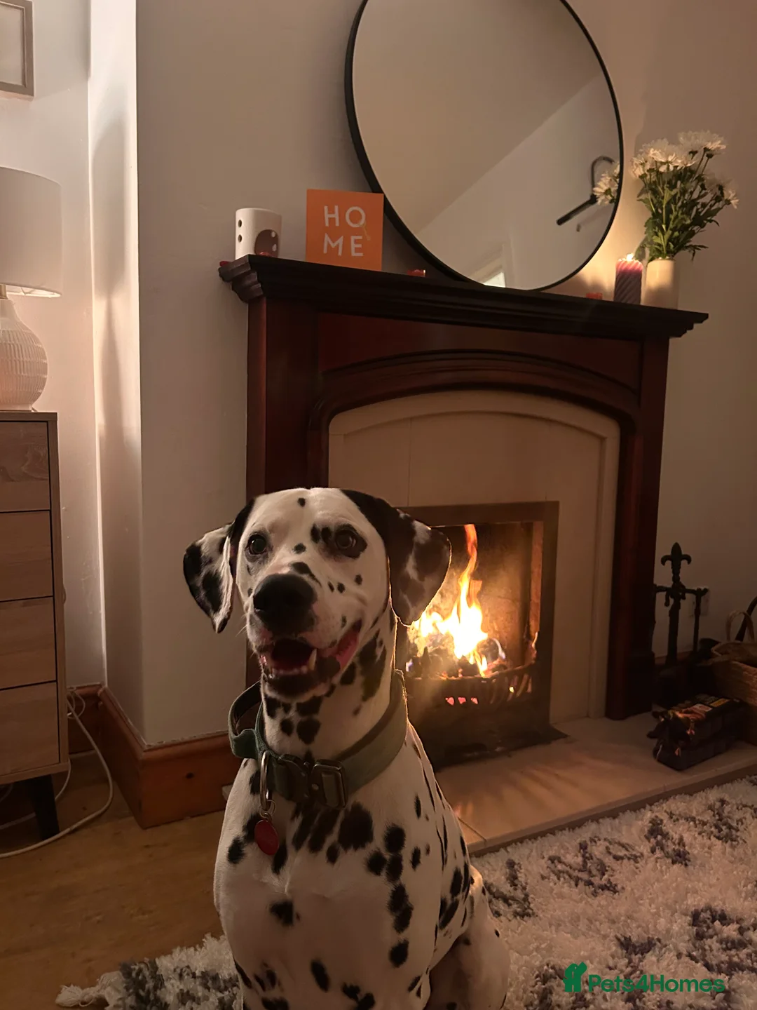 Dalmatian dogs for stud: STUNNING PROVEN KC BLACK SPOTTED DALMATIAN - Advert 2