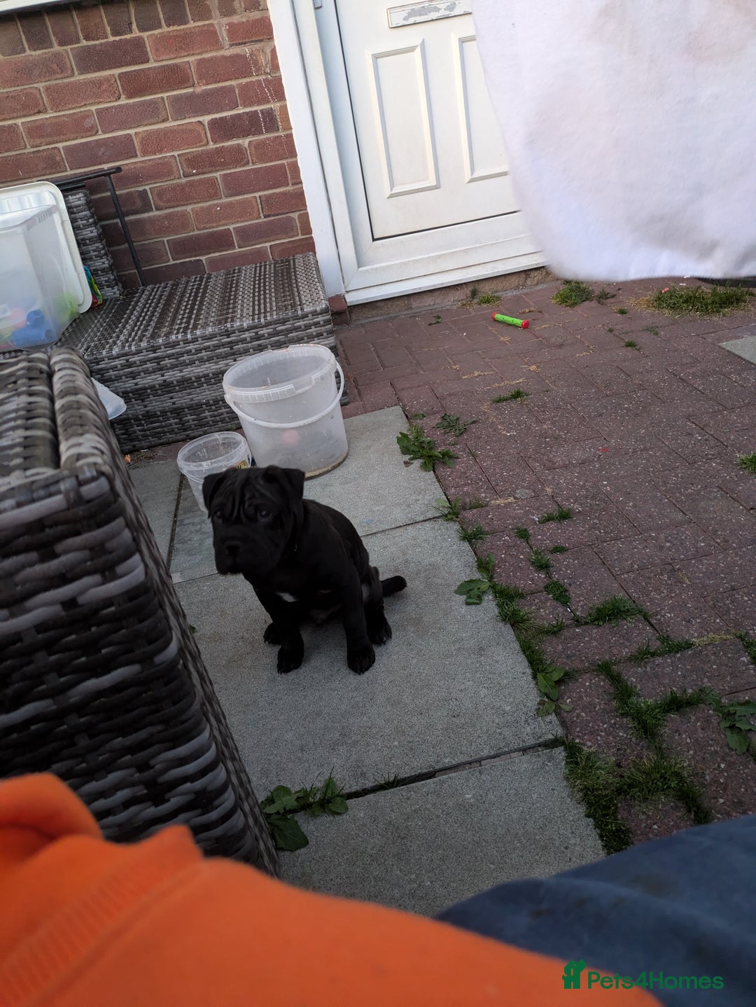 Mixed Breed dogs for sale: Bruno - puppy requiring forever home - Image 3