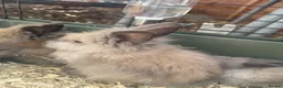 Mini Lop rabbits for sale: Baby mini lops and lion heads  - Advert 10