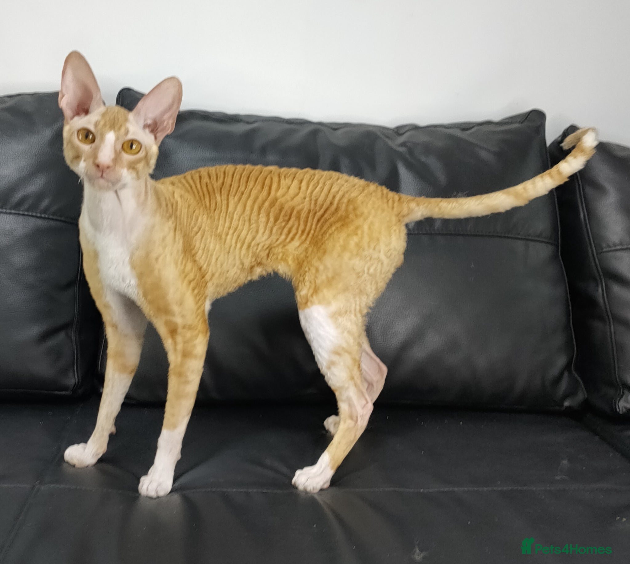 Cornish Rex cats Cornish Rex Male Seeking a Loving Forever Home - Advert 1