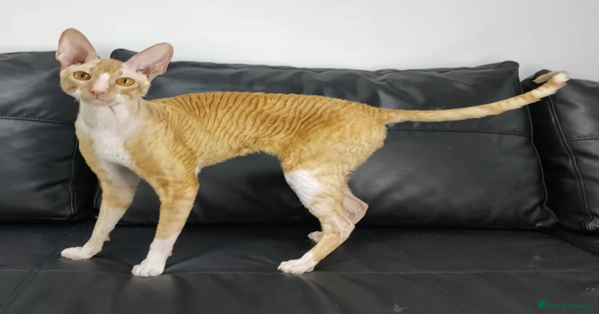 Cornish rex Pets & Animals for sale | Pets4Homes