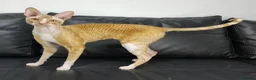 Cornish Rex cats for sale: Cornish Rex Male Seeking a Loving Forever Home - Advert 2
