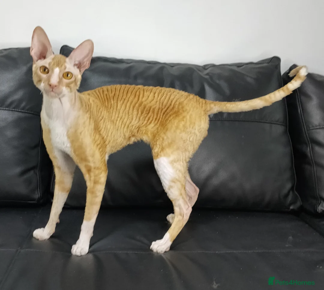 Cornish Rex cats for sale: Cornish Rex Male Seeking a Loving Forever Home - Advert 2