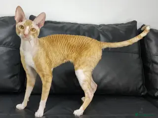 Cornish Rex cats Cornish Rex Male Seeking a Loving Forever Home - Advert 2
