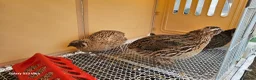 Mixed Breed birds for sale: Coturnix Quails  in Lincoln - Advert 2