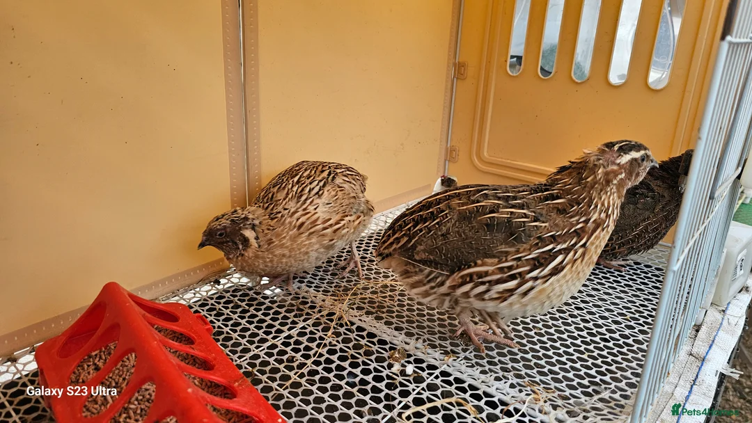 Mixed Breed birds for sale: Coturnix Quails  in Lincoln - Advert 2