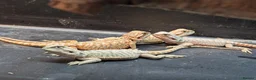 Bearded Dragon reptiles for sale: Baby bearded dragons - Advert 26