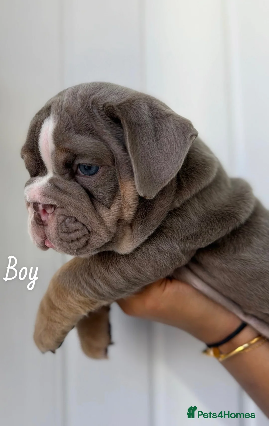 English Bulldog dogs for sale: Beautiful English Bulldog Puppies in Birmingham - Advert 2