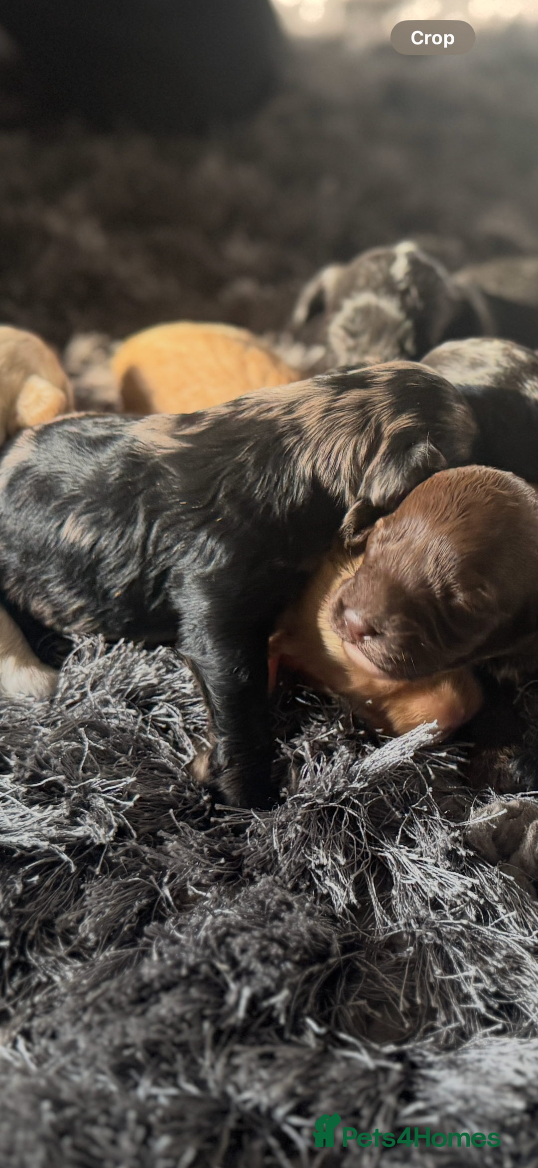Cockapoo dogs for sale: Rare stunning American miniature teddy cockapoos  - Image 8