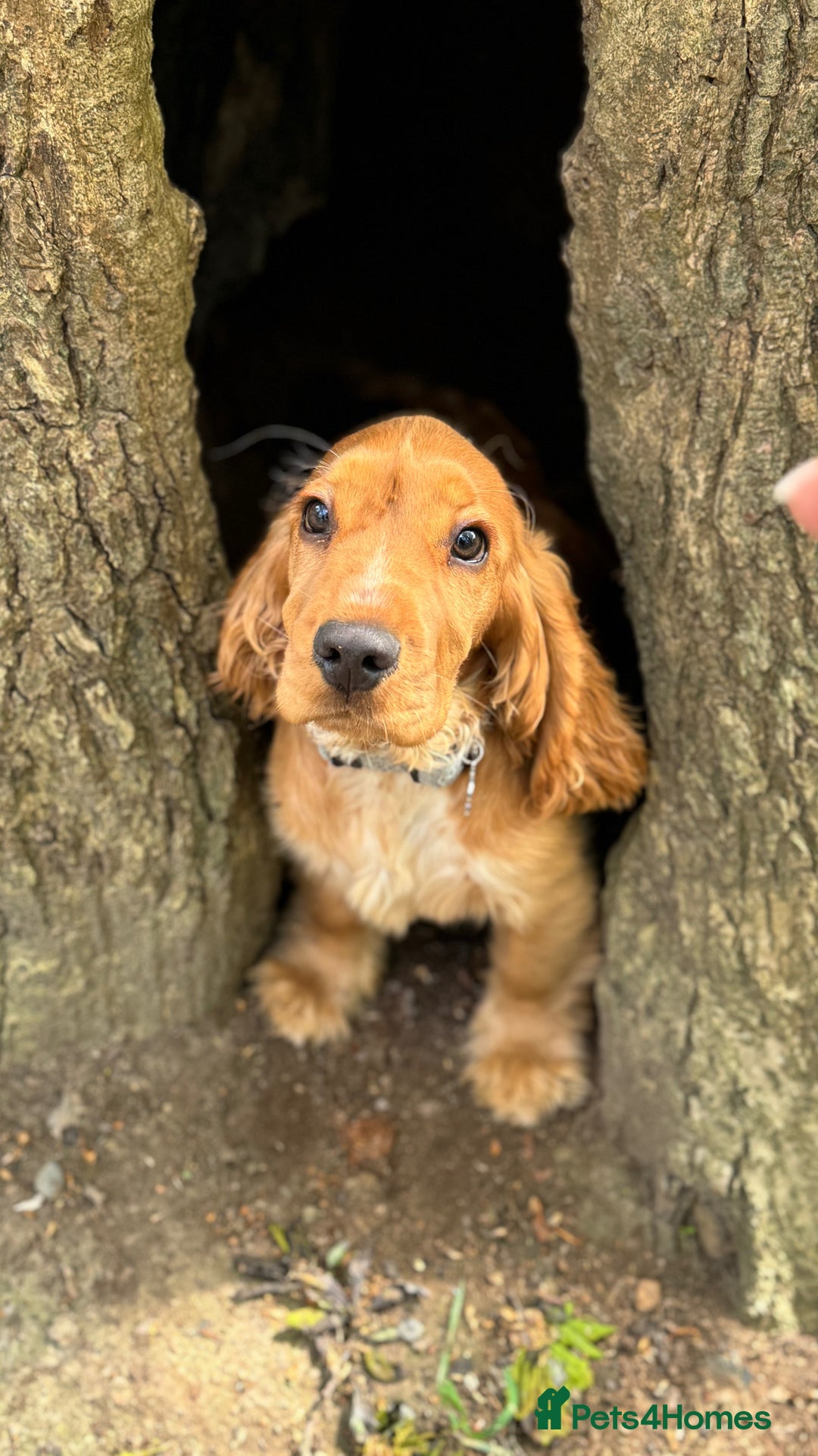 Cocker Spaniel dogs for sale: (Almost) 2 Year Old Cocker Spaniel Boy 🩵 - Advert 25