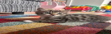 Darker Tabby Male