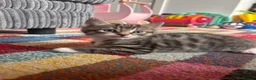 Mixed Breed cats for sale: Mixed Breed Kittens for sale - Advert 19