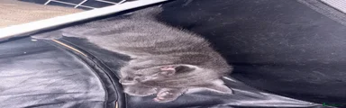 Korat 1