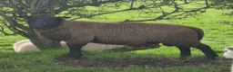 Sheep livestock for sale: Dutch Spotted x Texel Ram Lamb x2 - Advert 3