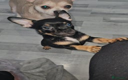 Mixed Breed dogs for sale: Chihuahua Cross For Sale  - Image 1