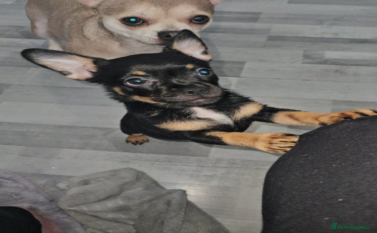 Mixed Breed dogs - Advert 12
