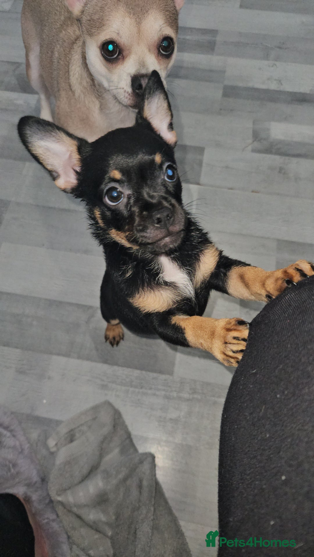 Mixed Breed dogs for sale: Chihuahua Cross For Sale  - Image 1