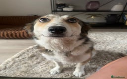 Mixed Breed dogs for adoption: Meet Zeke, currently residing in Hertfordshire  - Image 5
