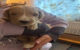 Goldendoodle dogs for sale: Beautiful F1B Goldendoodle Puppies – Ready Soon - Image 21