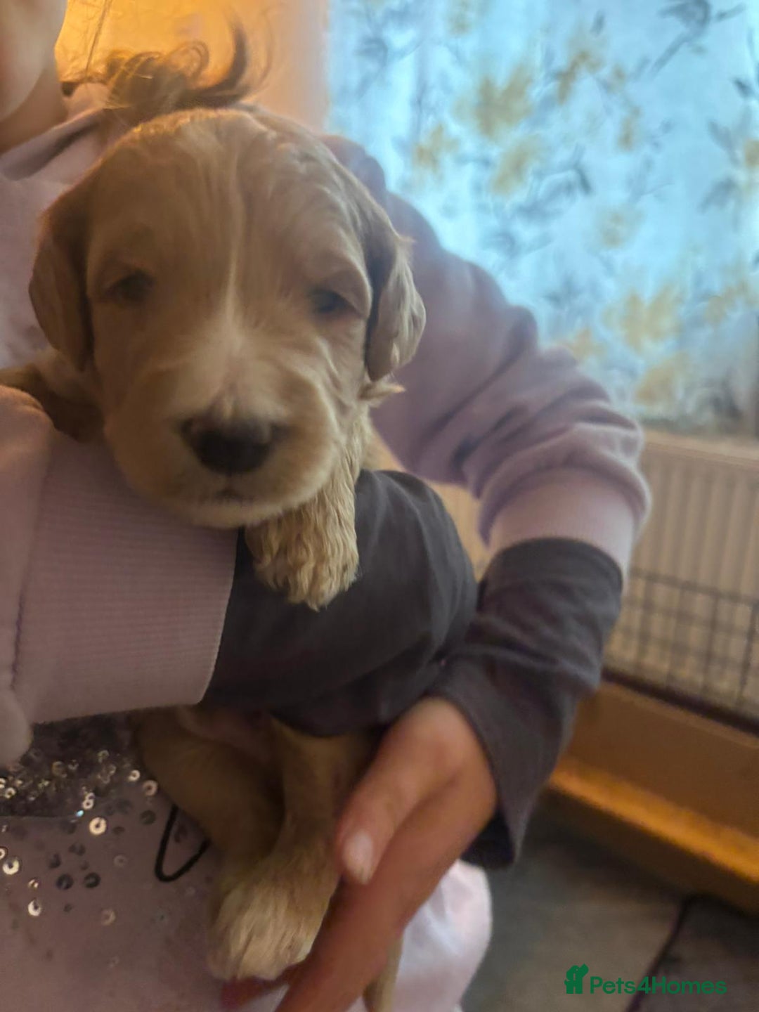 Goldendoodle dogs for sale: Beautiful F1B Goldendoodle Puppies – Ready Soon - Image 21