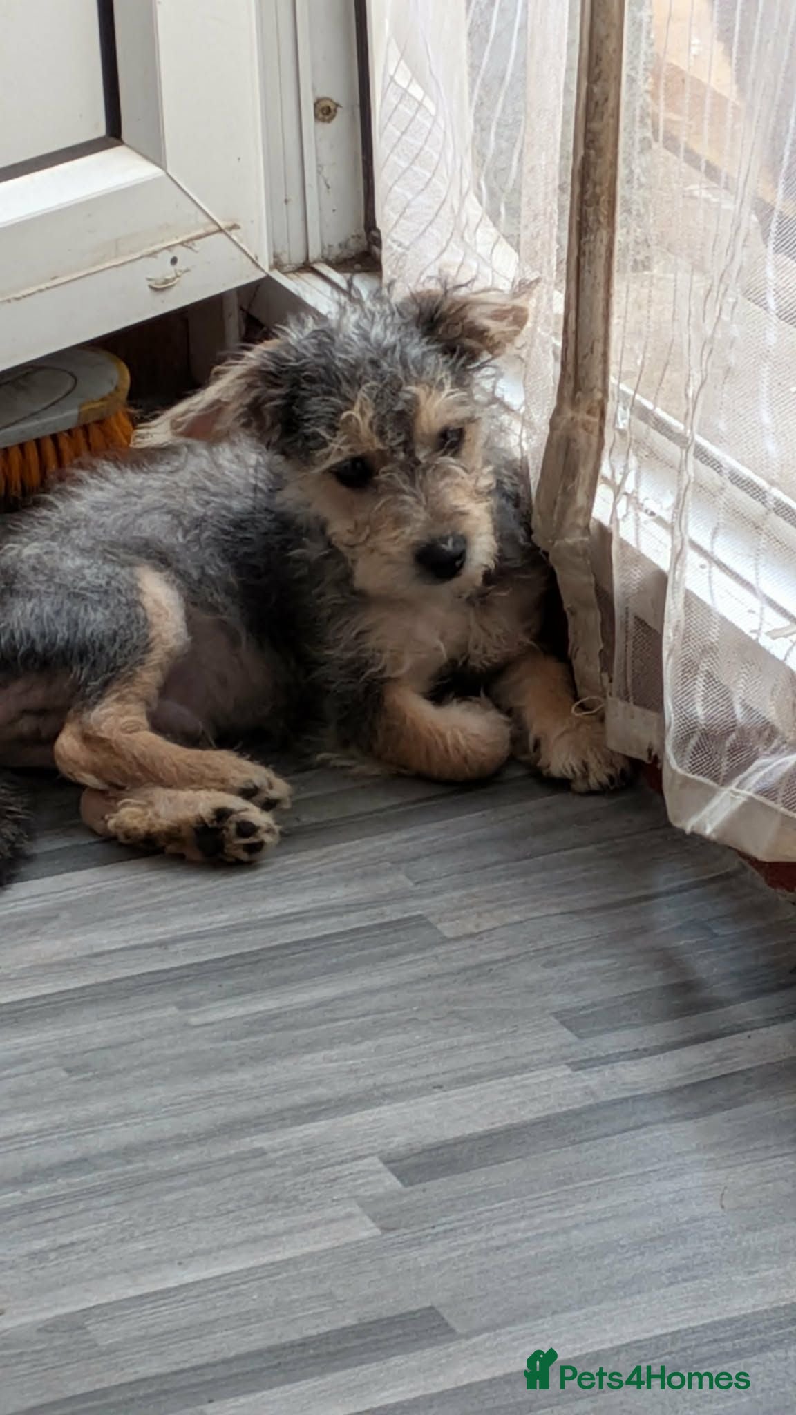 Jackapoo dogs 1 Jackapoo puppy left Smudge..  - Advert 14