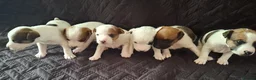 Parson Russell dogs for sale: 6 Parson Russell Terrier Pups for sale - Advert 1