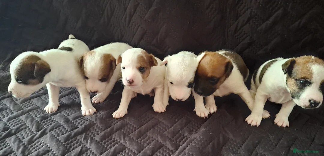 Parson Russell dogs for sale: 6 Parson Russell Terrier Pups for sale - Advert 1