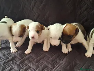 Parson Russell dogs 6 Parson Russell Terrier Pups for sale - Advert 12