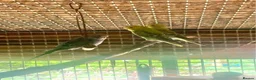 Budgerigars birds for sale: Baby tammed budgies for sale  in Windlesham - Advert 7